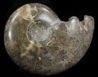 Polished Shloenbacchia Ammonite #35291-1